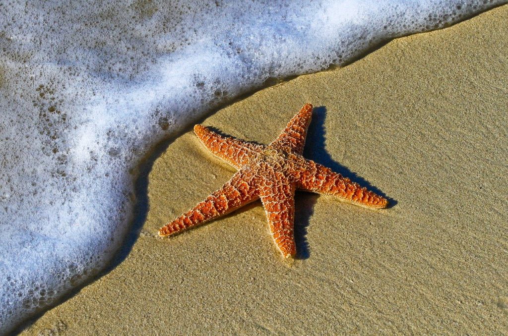 animal, starfish, beach