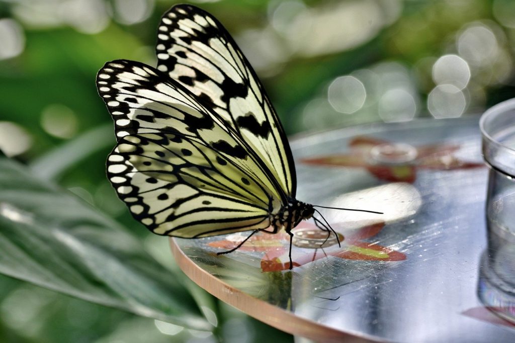 butterfly, tropical butterfly, exotic