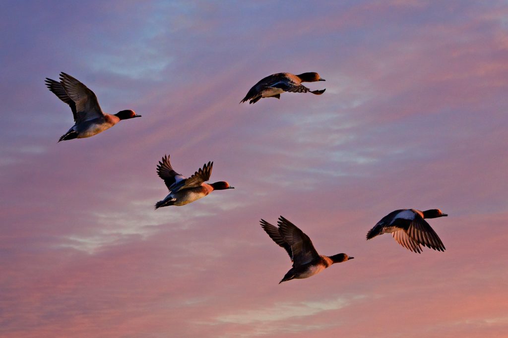 eurasian wigeon, duck, water bird