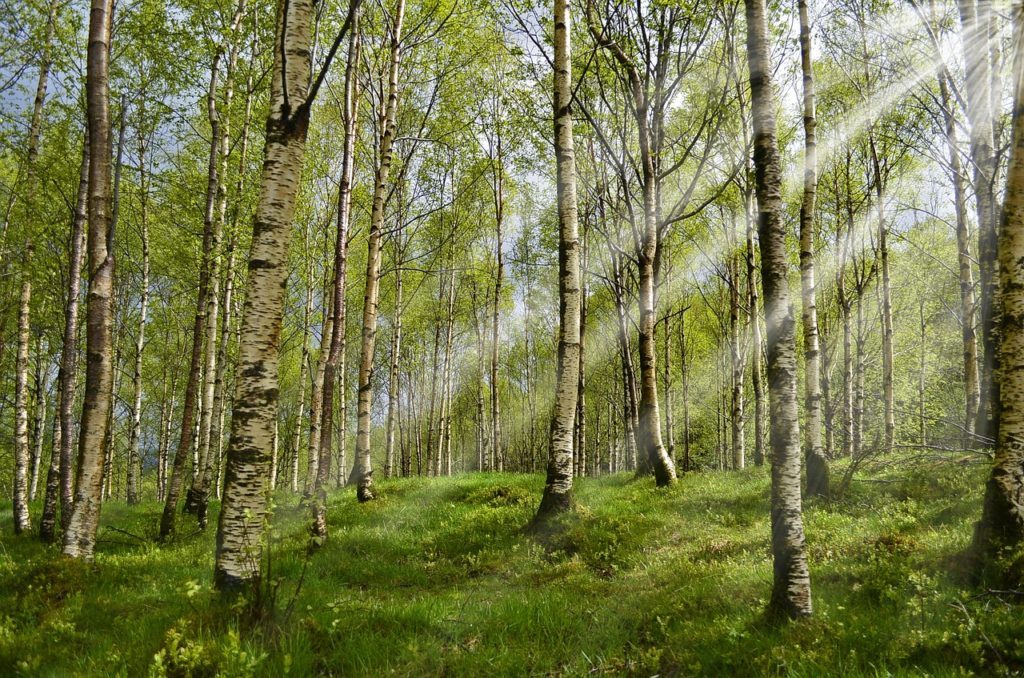 forest, birch, spring