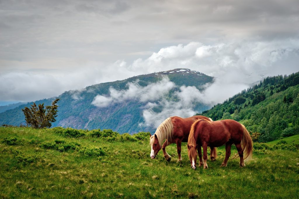 grass, nature, outdoors