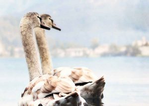 swans, lake, young swans
